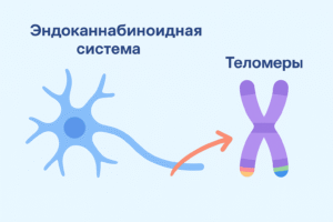 Как ЭКС влияет на длину теломер: обзор исследований